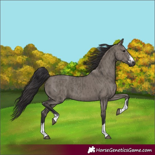 Horse Color:Smoky Grullo and Smoky Grullo