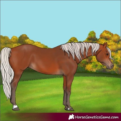 Horse Color:Silver Bay 