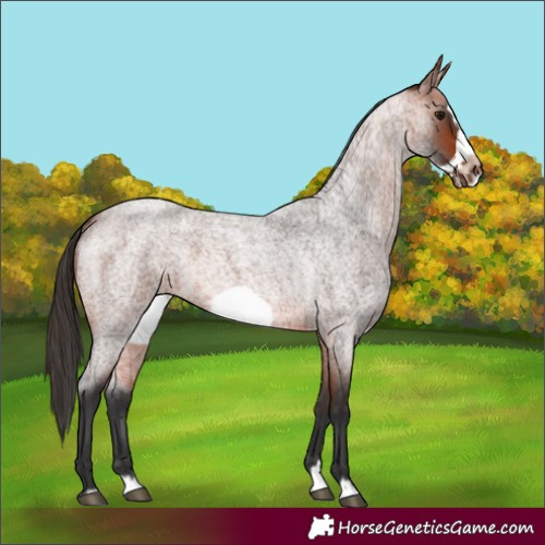 Horse Color:Bay Roan Splash Frame Rabicano 