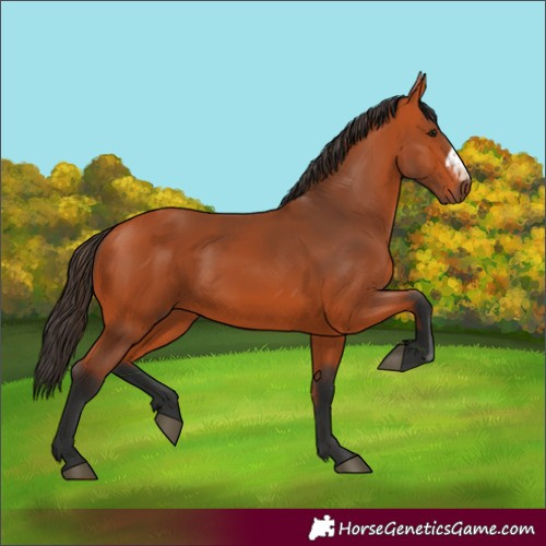 Horse Color:Bay and Bay Frame