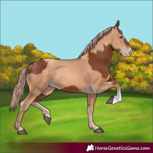 Horse Color:Chestnut  and Gold Champagne 