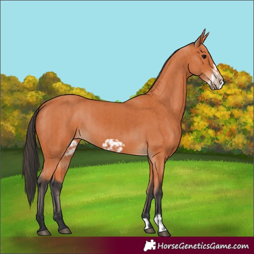 Horse Color:Bay and Bay Frame