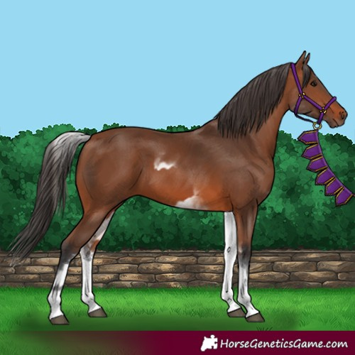 Horse Color:White Spotted Bay  and White Spotted Bay Frame 