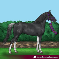 Horse Color:White Spotted Black