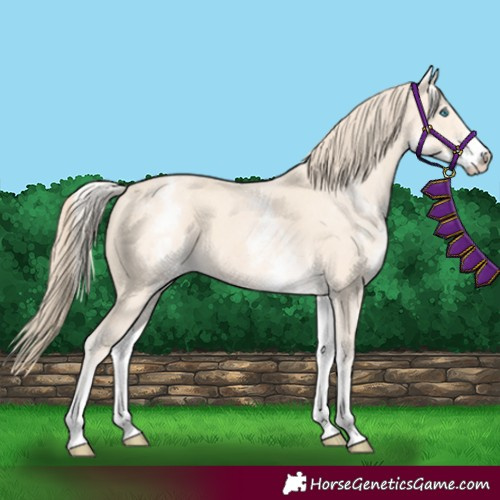Horse Color:White Spotted Perlino 