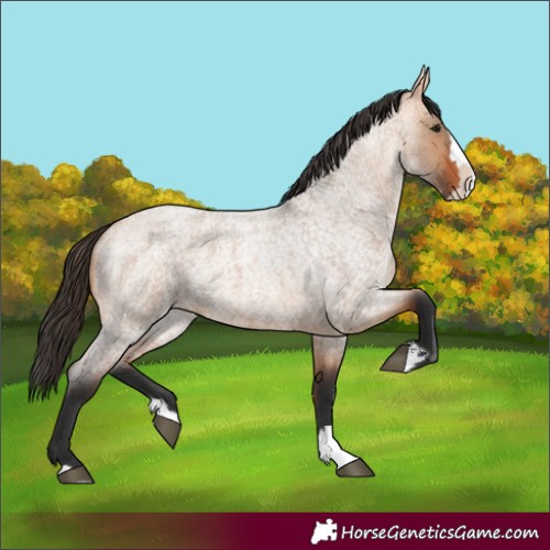 Horse Color:Bay Roan Dun Splash