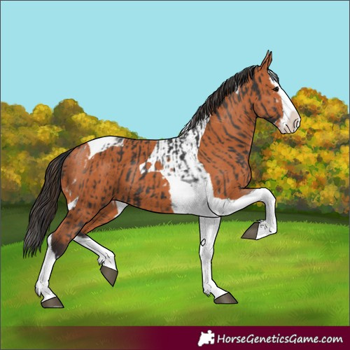 Horse Color:Black Splash Tobiano  and Bay Splash Tobiano 
