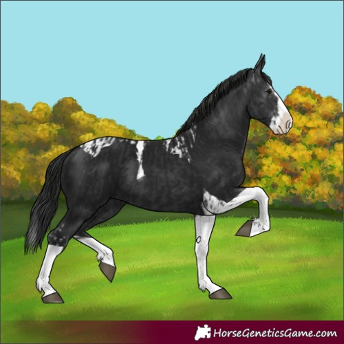 Horse Color:Black Splash Tobiano and Gray Black Splash Tobiano