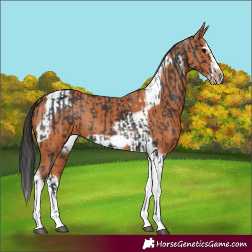 Horse Color:Black Splash Tobiano Frame and Bay Splash Tobiano Frame