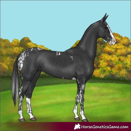 Horse Color:Black Splash Tobiano and Black Splash Tobiano