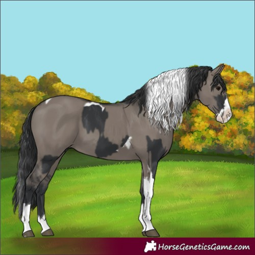 Horse Color:Black Splash Tobiano and Grullo Splash Tobiano