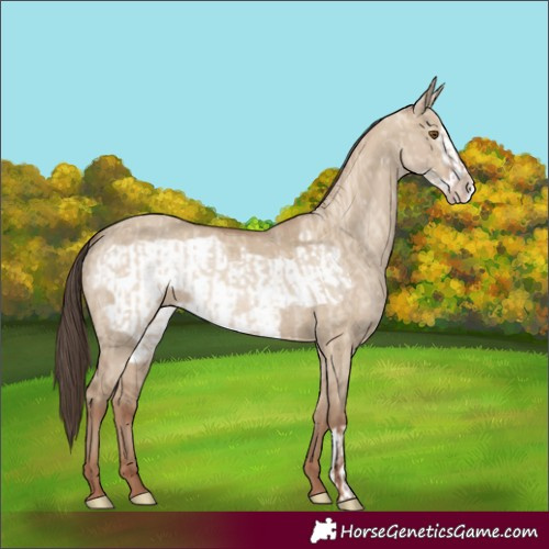 Horse Color:Classic Champagne Dun and Classic Champagne Dun Frame