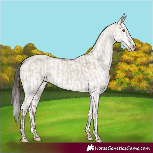 Horse Color:Classic Champagne Dun and White Spotted Classic Champagne Dun