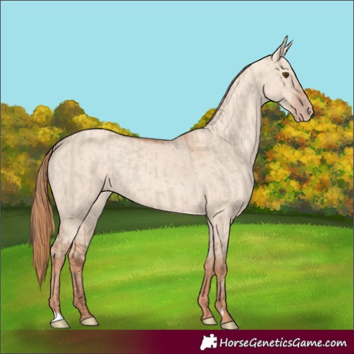 Horse Color:Classic Champagne Dun  and Gold Champagne Dun 