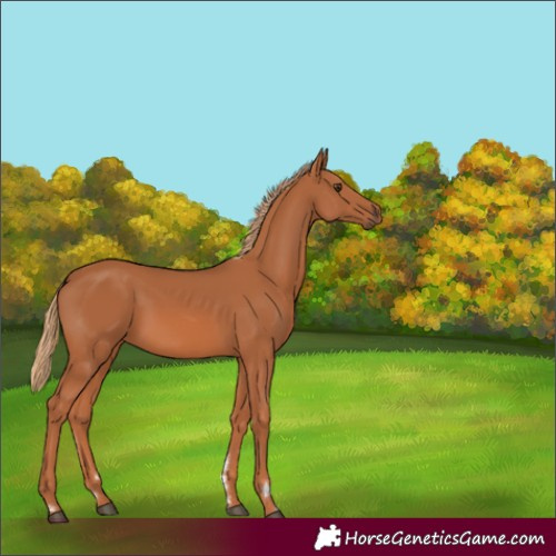 Horse Color:Chestnut Rabicano