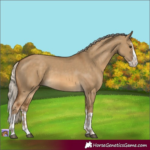 Horse Color:Chocolate Palomino Dun Splash and Chocolate Palomino Dun Splash