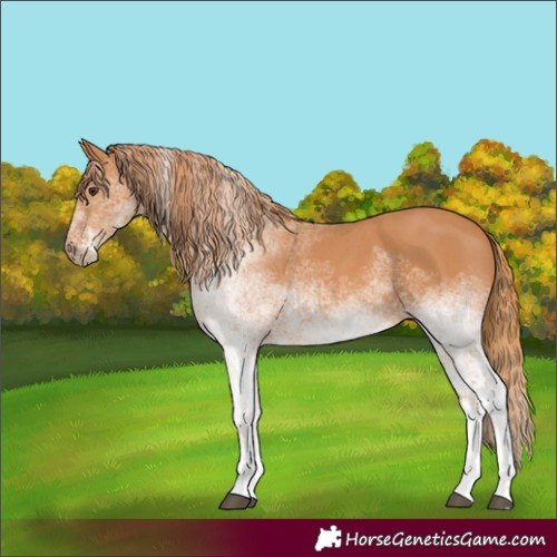 Horse Color:White Spotted Chestnut