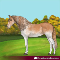 Horse Color:White Spotted Chestnut 