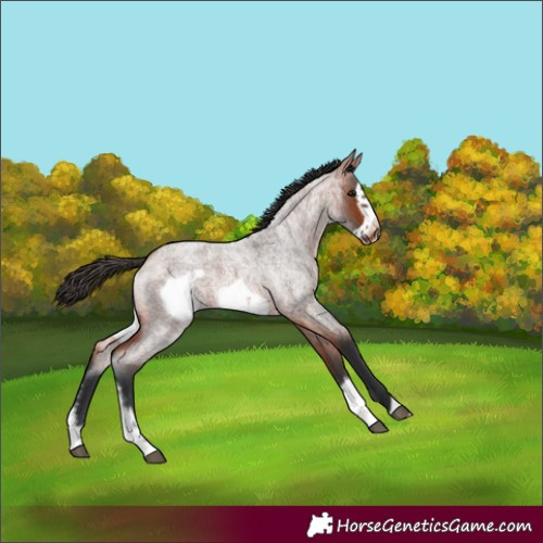 Horse Color:Bay Roan Sabino Frame