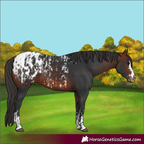 Horse Color:Bay Appaloosa  and Bay Appaloosa 