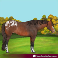 Horse Color:Bay Blanket and Bay Blanket Rabicano