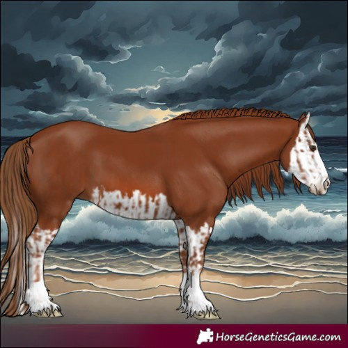 Horse Color:Chestnut  and Chestnut Splash 