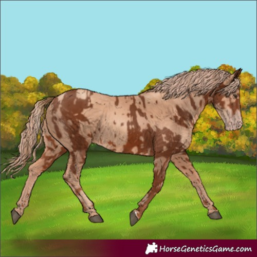 Horse Color:Chestnut  and Gold Champagne 
