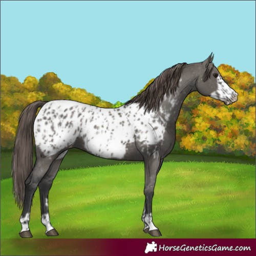 Horse Color:Grullo Appaloosa and Grullo Frame Appaloosa