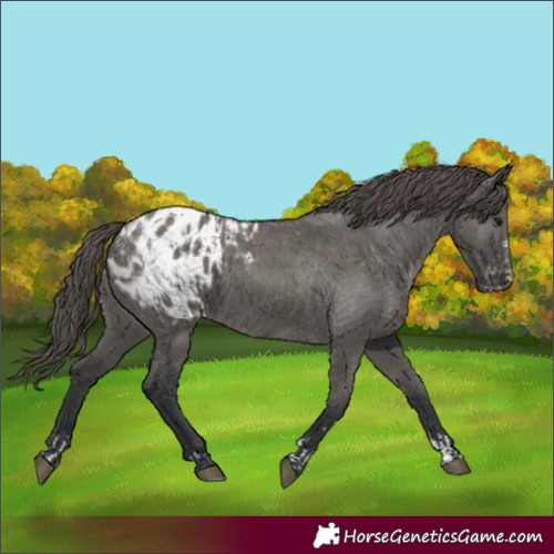 Horse Color:Grullo Appaloosa and Grullo Appaloosa