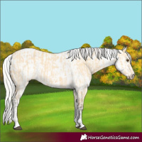 Horse Color:Silver Buckskin Dun Tobiano and Silver Buckskin Dun Tobiano Appaloosa