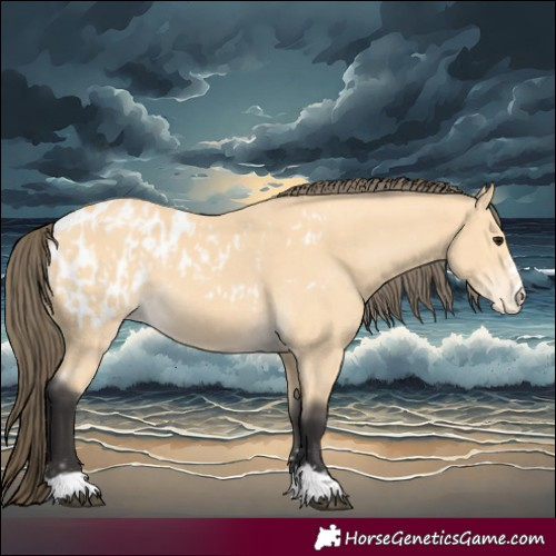 Horse Color:Buckskin Blanket  and Buckskin Blanket 