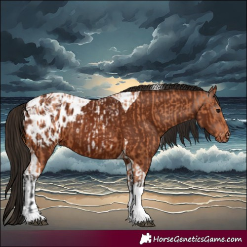 Horse Color:Bay Tobiano Appaloosa  and Gray Bay Tobiano Appaloosa 