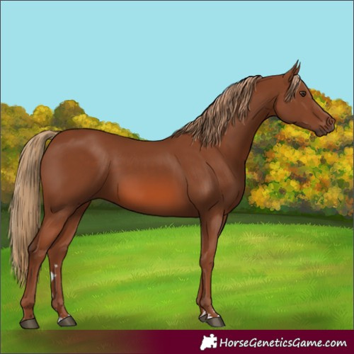 Horse Color:Chestnut 