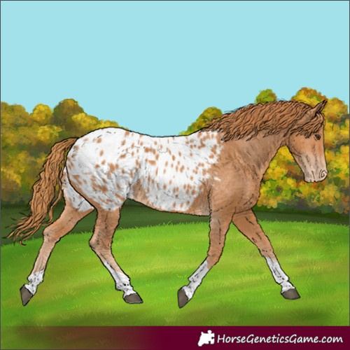 Horse Color:Chestnut Tobiano Appaloosa 