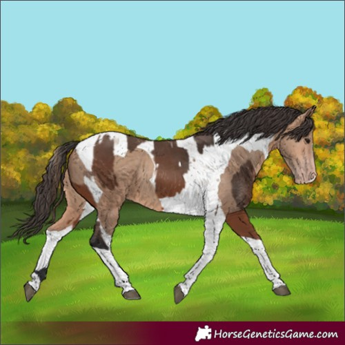 Horse Color:Bay Tobiano and Amber Champagne Tobiano