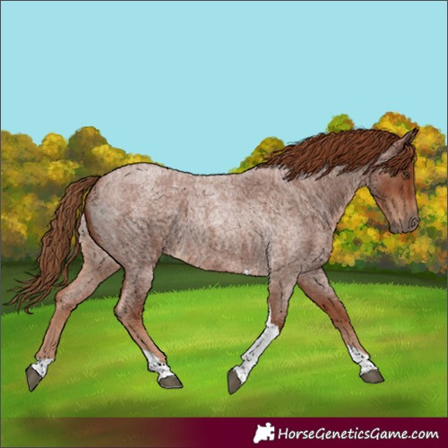 Horse Color:Red Roan Tobiano 