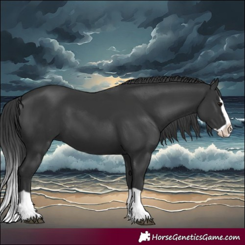 Horse Color:Black Splash