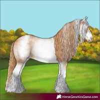 Horse Color:White Spotted Chestnut Frame 