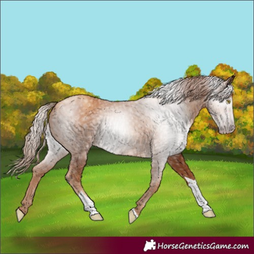 Horse Color:Gray Gold Champagne Tobiano