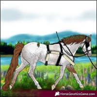 Horse Color:Gray Gold Champagne Tobiano