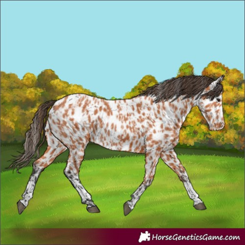 Horse Color:Bay Appaloosa  and Bay Appaloosa 