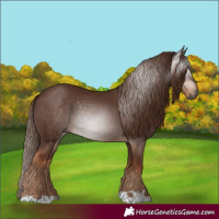 Horse Color:Gray Chestnut