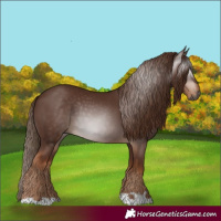 Horse Color:Gray Chestnut
