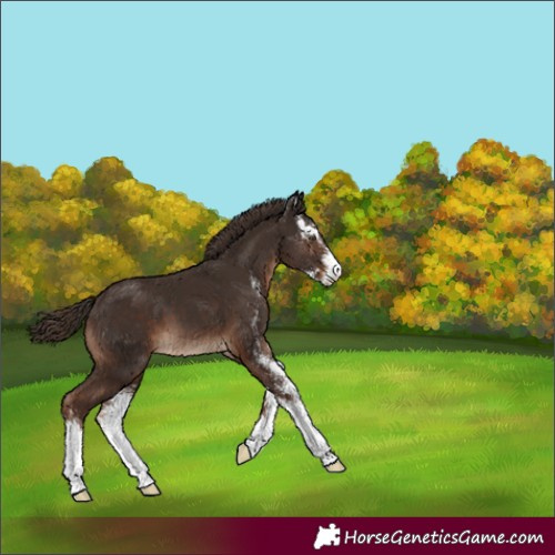 Horse Color:Liver Chestnut Sabino Appaloosa 