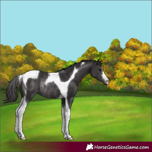 Horse Color:Smoky Black Tobiano Rabicano 