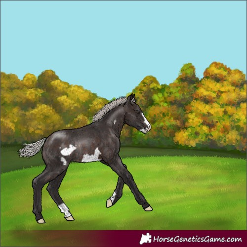 Horse Color:Silver Brown Frame Rabicano
