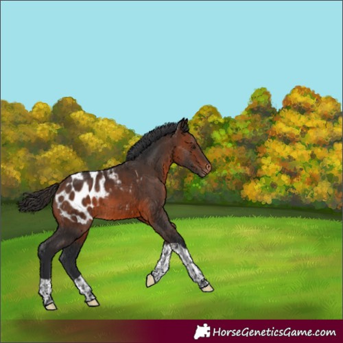 Horse Color:Brown Tobiano Blanket
