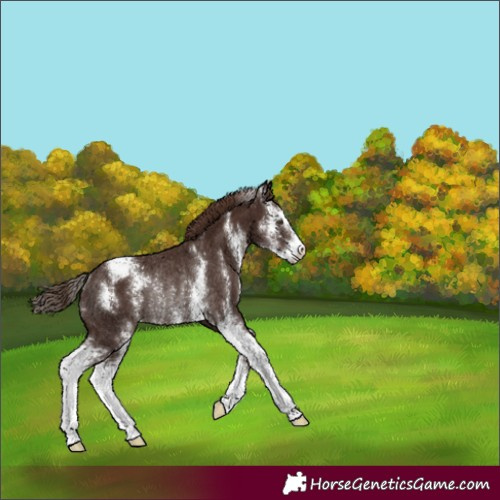 Horse Color:Liver Chestnut Sabino Appaloosa Rabicano 