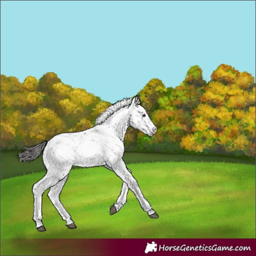 Horse Color:Buckskin Sabino Varnish