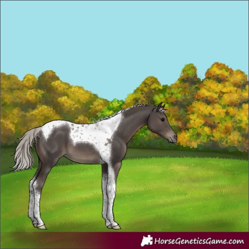 Horse Color:Silver Black Tobiano 